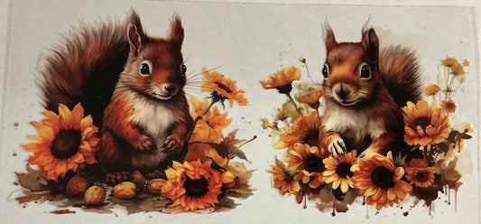 Squirrel Image